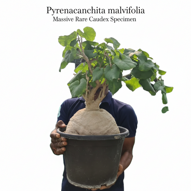 Pyrenacantha malvifolia