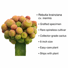 Rebutia krainziana cv. inermis