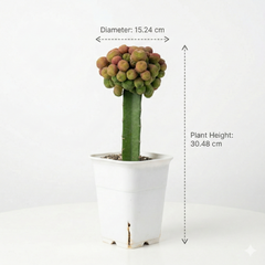 Rebutia krainziana cv. inermis