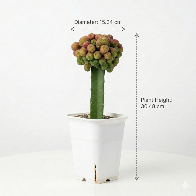 Rebutia krainziana cv. inermis