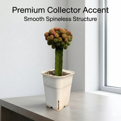 Rebutia krainziana cv. inermis