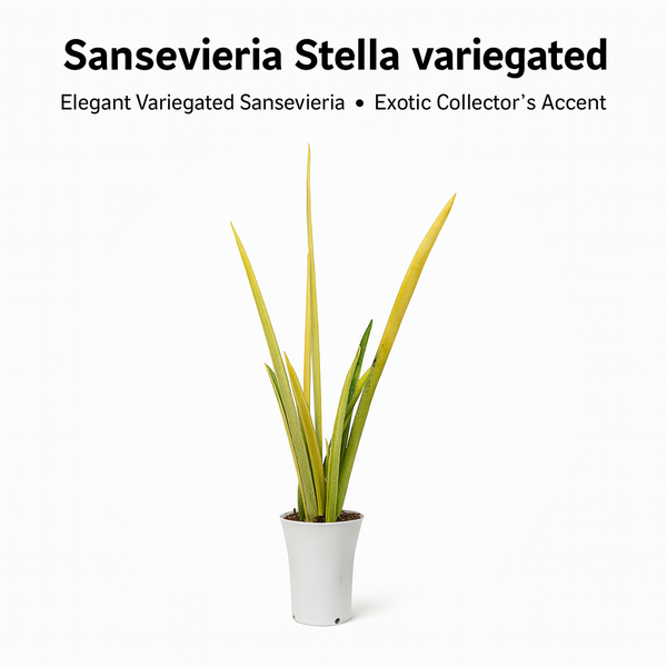 Sansevieria Stella variegated M1 rare snake plant live
