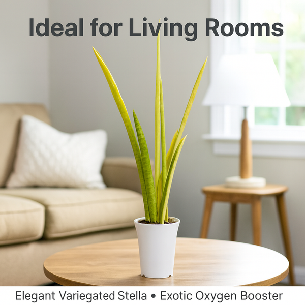 Variegated Sansevieria Stella M1 indoor decorative plant
