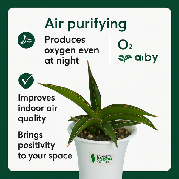 Sansevieria Black Diamond_