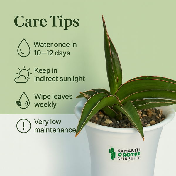 Sansevieria Black Diamond_