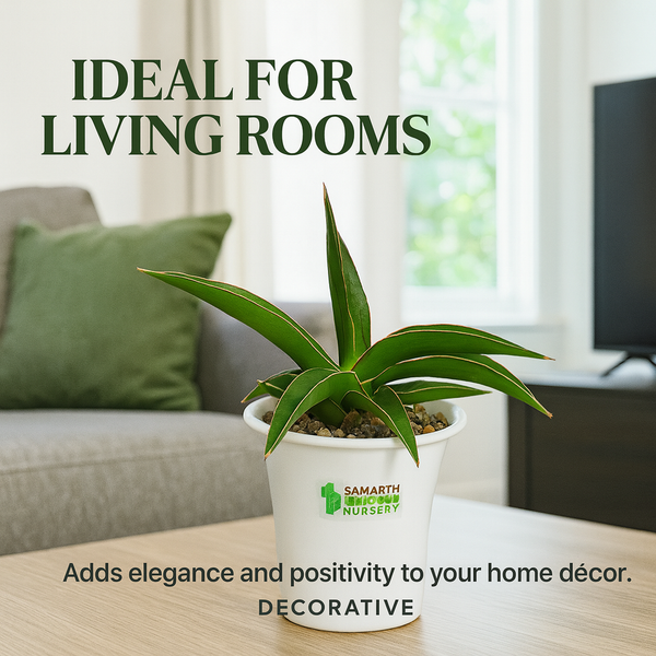 Sansevieria Black Diamond rare indoor decorative succulent
