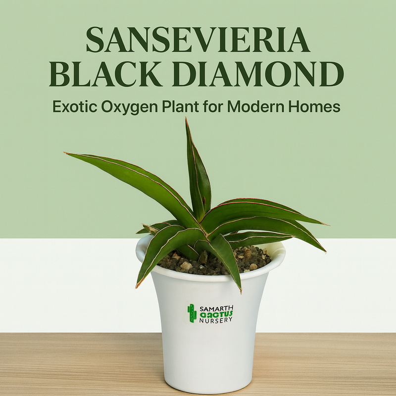 black diamond snake plant Sansevieria Black Diamond Snake Plant