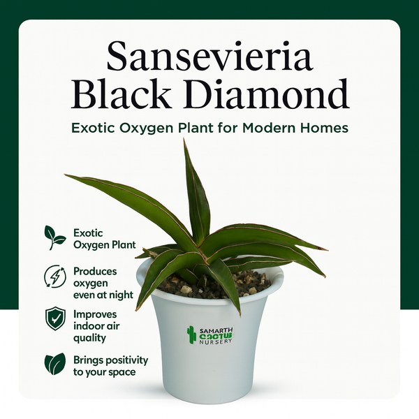 Sansevieria Black Diamond_