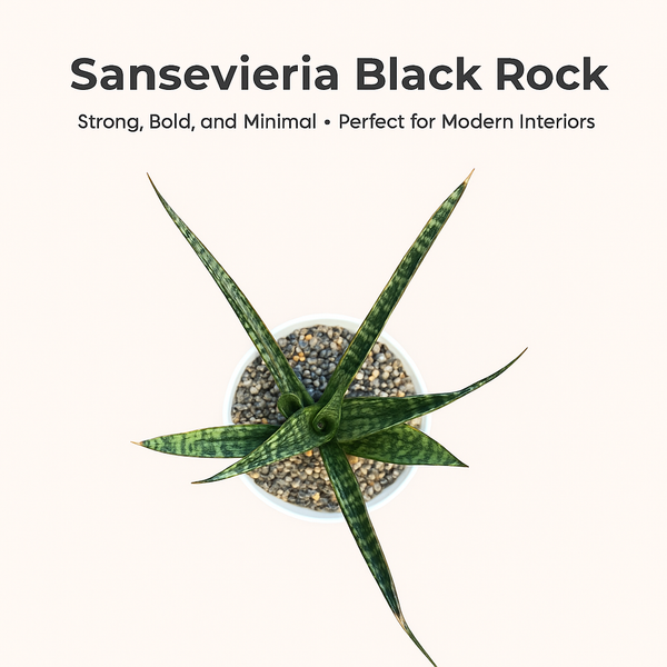 Sansevieria Black Rock rare snake plant live
