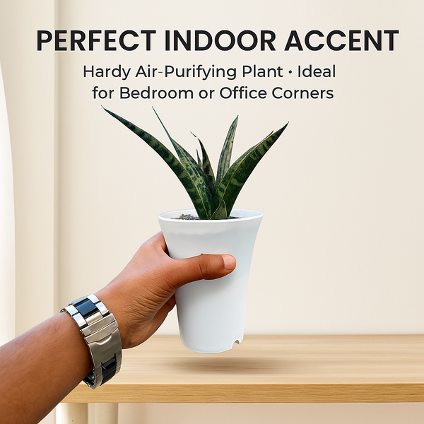 Sansevieria Black Rock indoor air purifying plant
