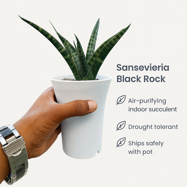 Sansevieria Black Rock