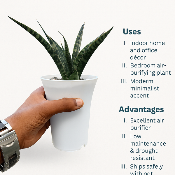 Sansevieria Black Rock