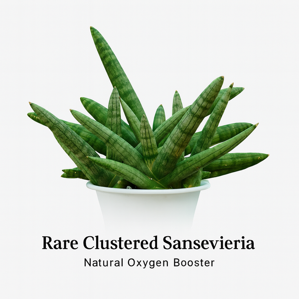 Sansevieria bonsai cluster decorative indoor succulent
