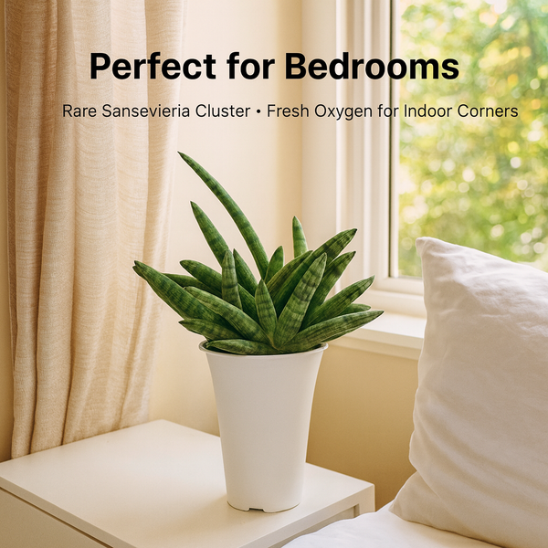 Sansevieria Bonsal Cluster