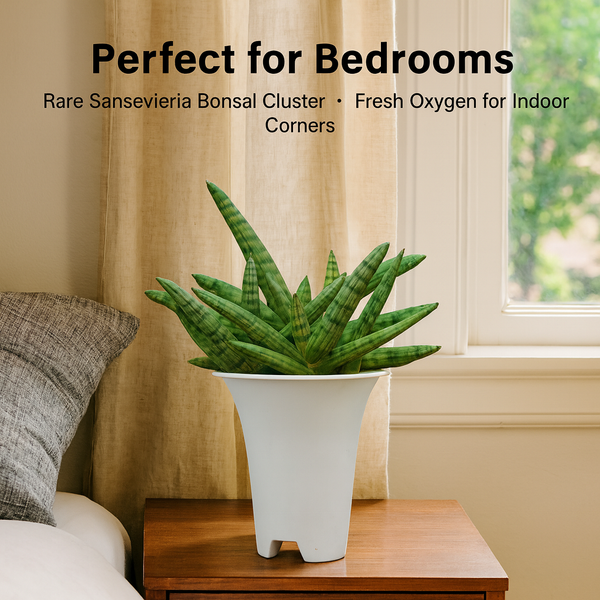 Sansevieria Bonsal Cluster