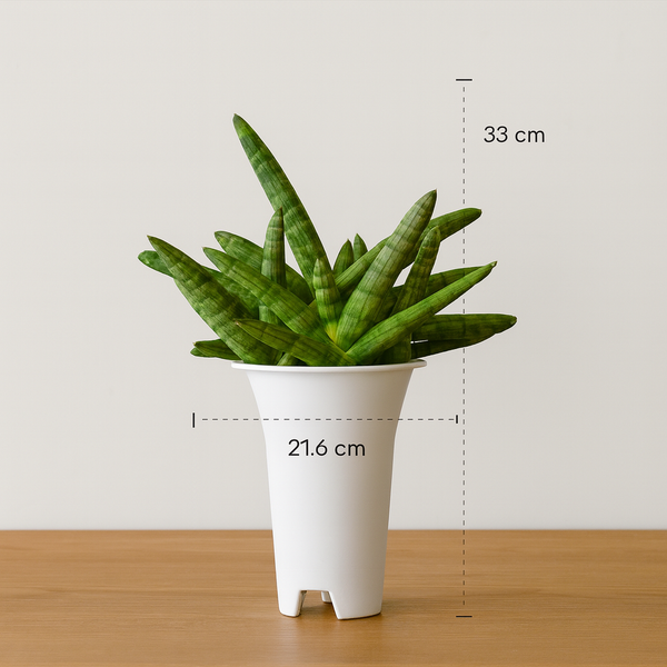 Sansevieria Bonsal Cluster