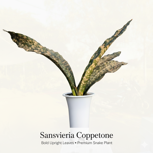 Sansevieria Coppertone big specimen snake plant live

