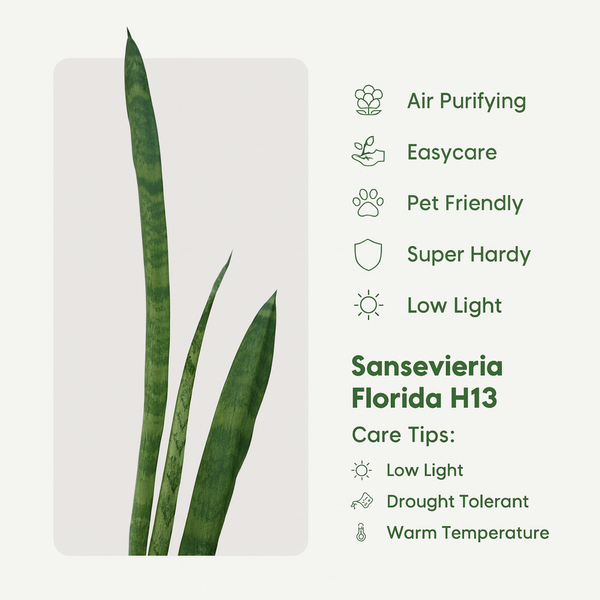 Sansevieria Florida H13 rare indoor decorative plant

