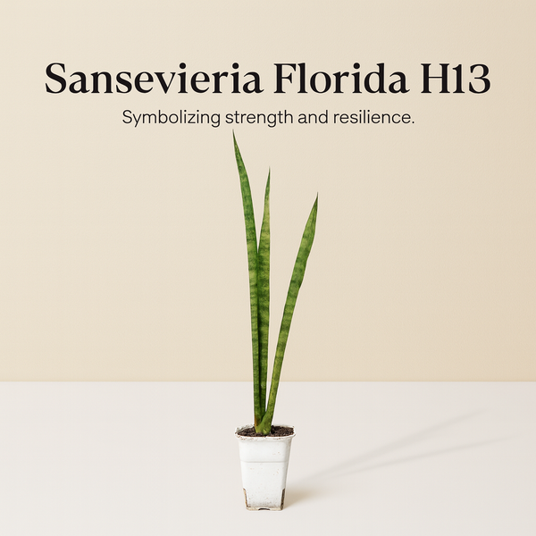 Sansevieria Florida H13 upright snake plant indoor
