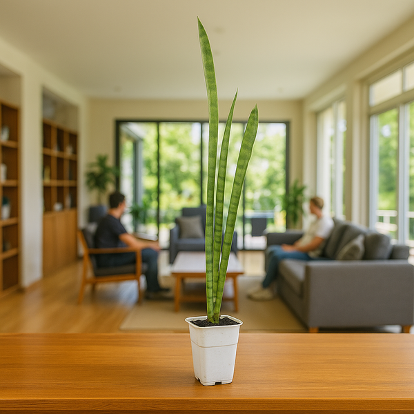 Sansevieria Florida H13