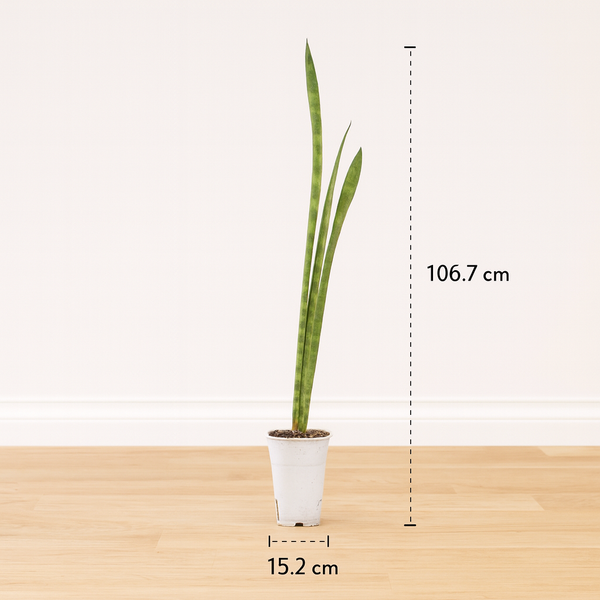 Sansevieria Florida H13