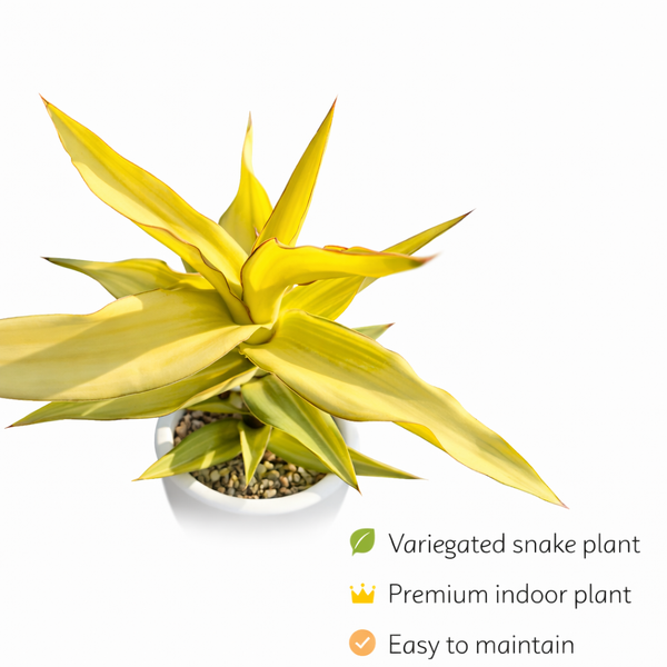 Sansevieria Kismayo Variegated