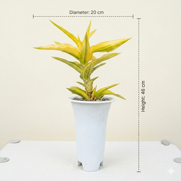 Sansevieria Kismayo Variegated