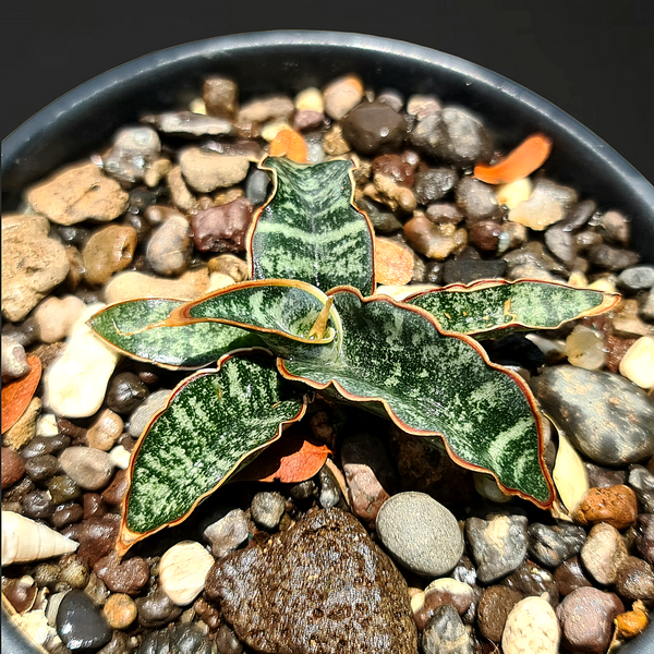 Sansevieria Leopard Bat CG092.3 rare snake plant
