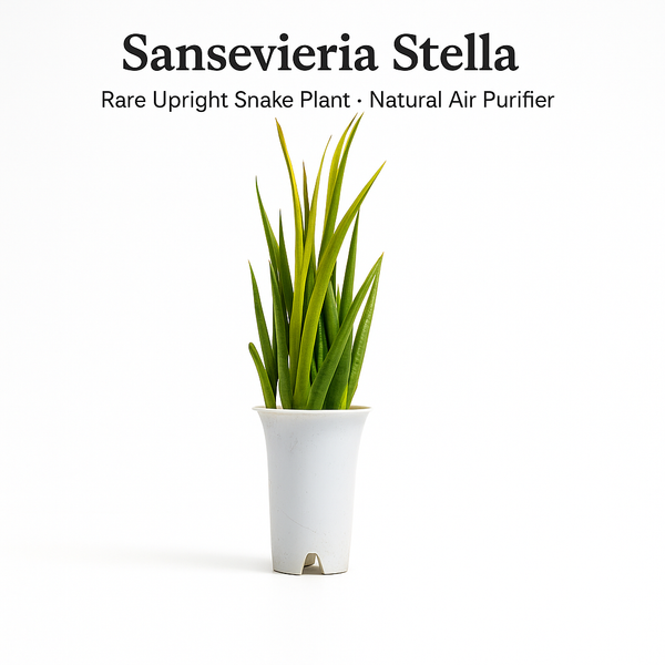 Sansevieria Stella indoor snake plant in pot
