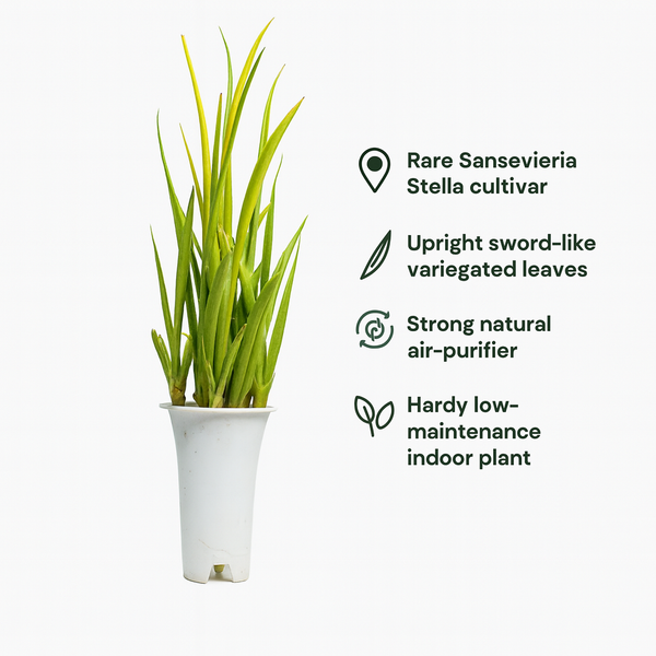 Sansevieria stella - Snake plant