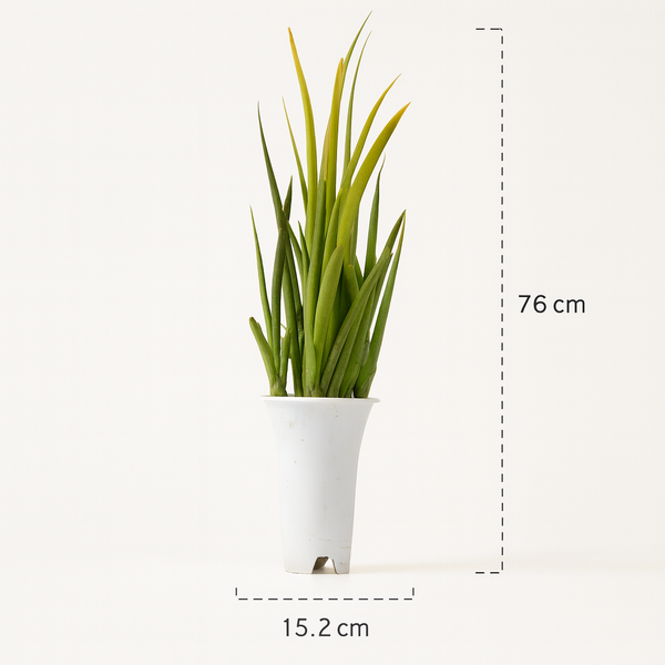 Sansevieria stella - Snake plant