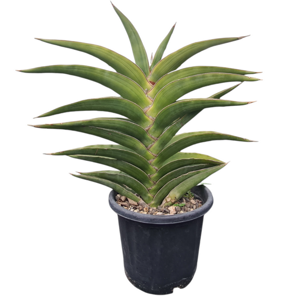 Rare Sansevieria Warshiik collector plant India
