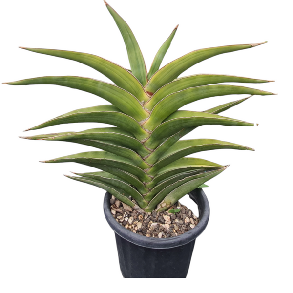 Sansevieria Warshiik Lav et al 23154 rare snake plant
