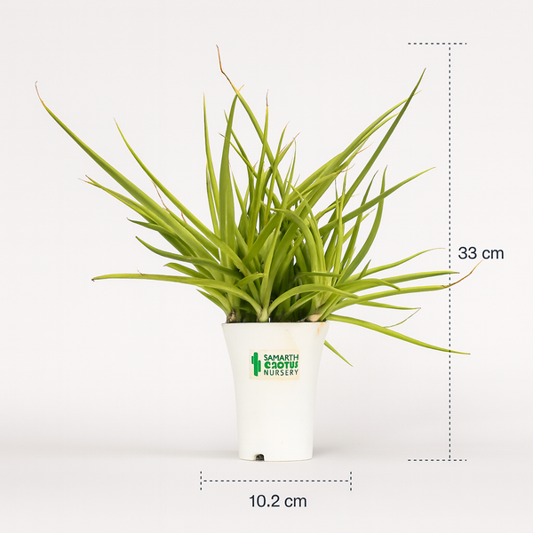 Sansevieria Dancing Queen