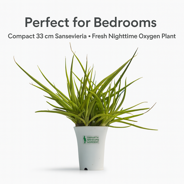 Sansevieria Dancing Queen