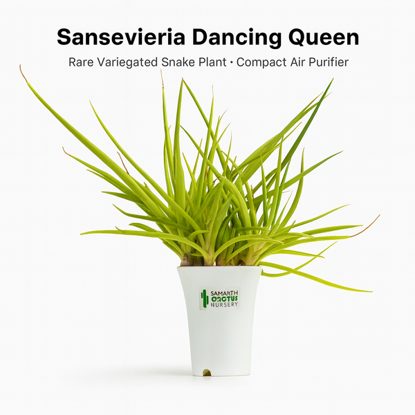 Sansevieria Dancing Queen
