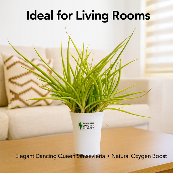 Sansevieria Dancing Queen