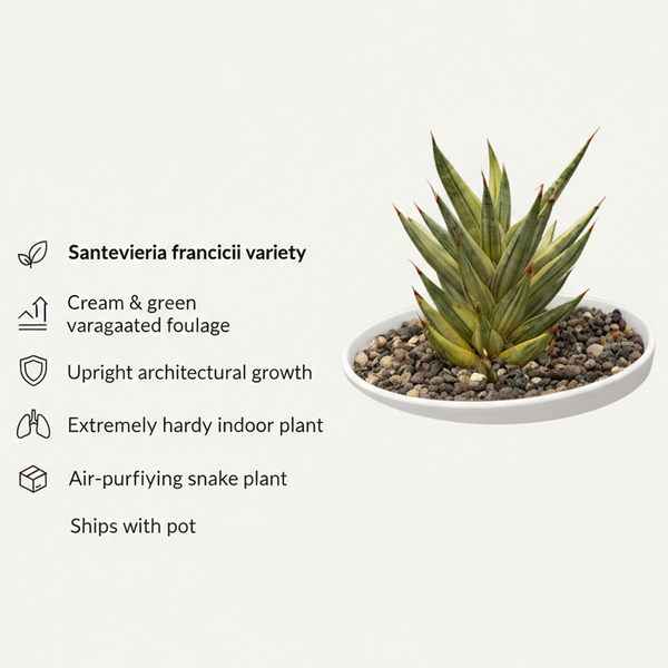 Sansevieria Francisii Variegated