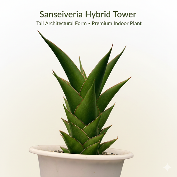 Sansevieria hybrid tower