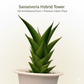 Sansevieria hybrid tower