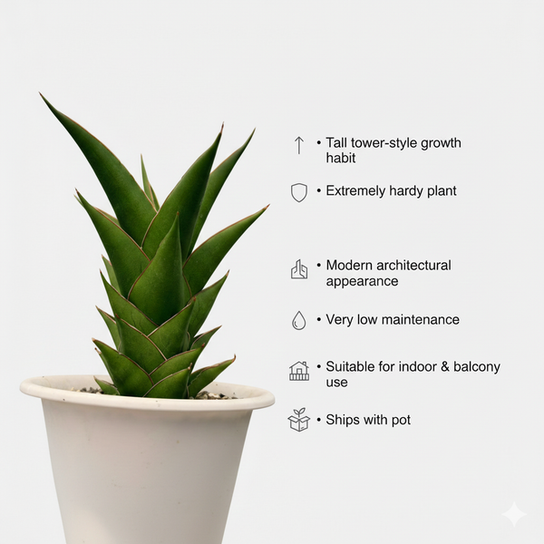 Sansevieria hybrid tower