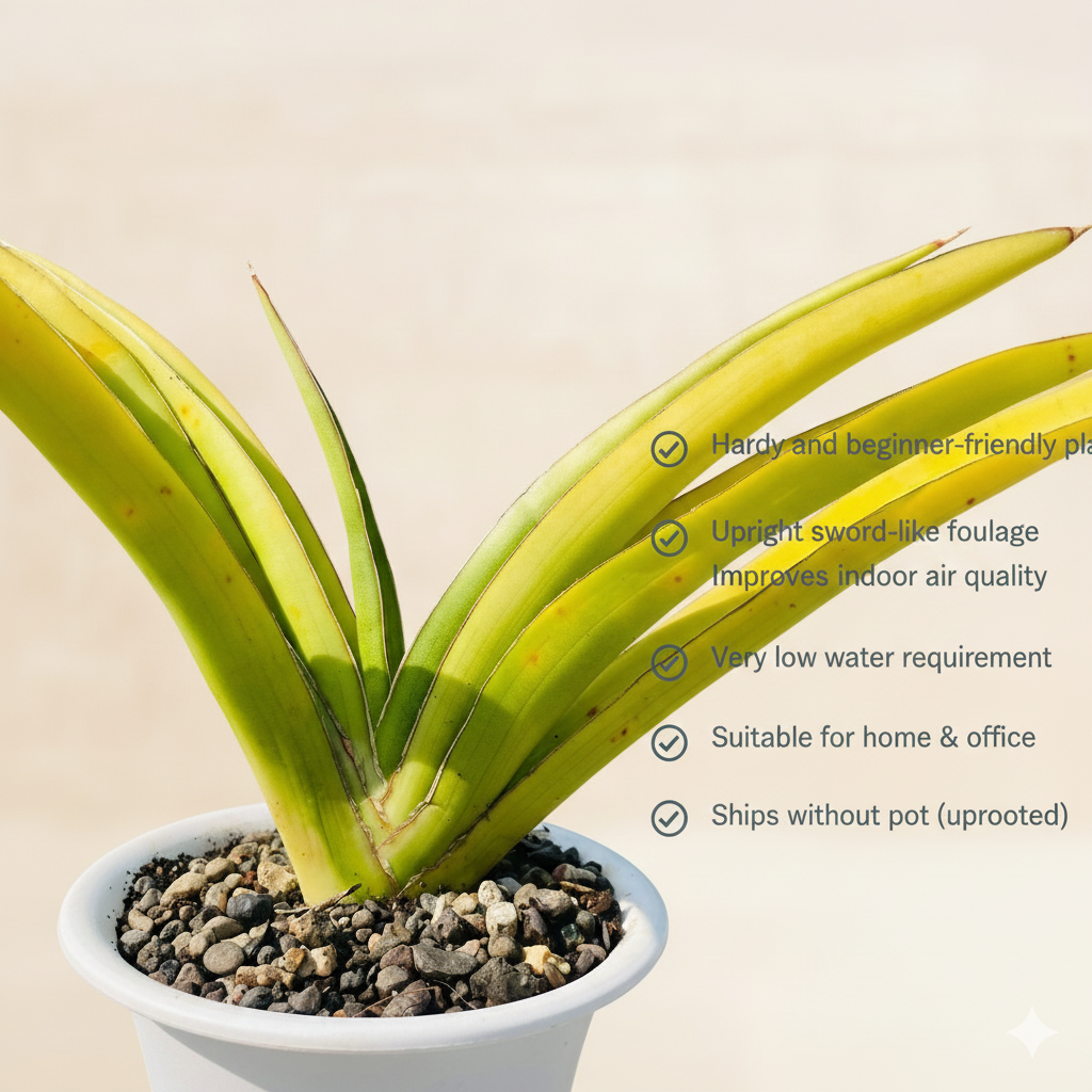 sansevieria sword Sansevieria Katana Variegated – Rare Sword Snake Plant – Samarth Cactus Nursery