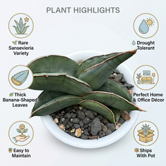 Sansevieria banana