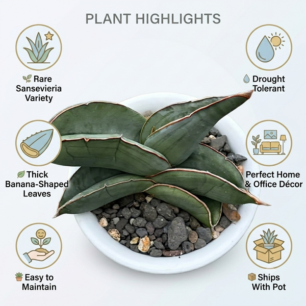 Sansevieria banana