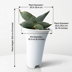 Sansevieria banana