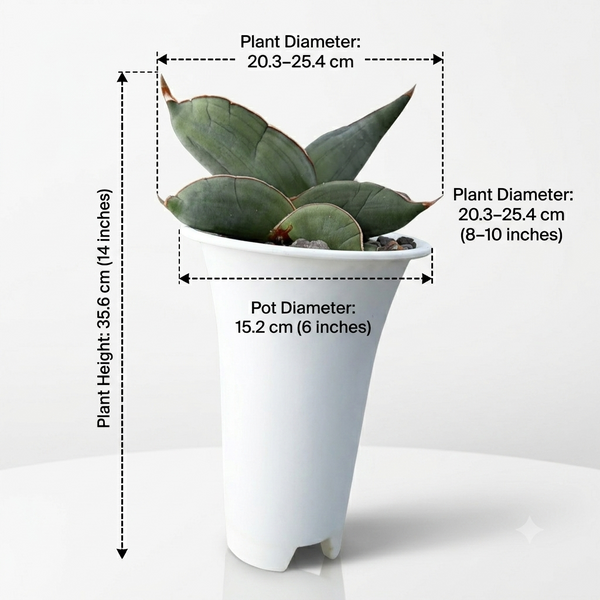 Sansevieria banana