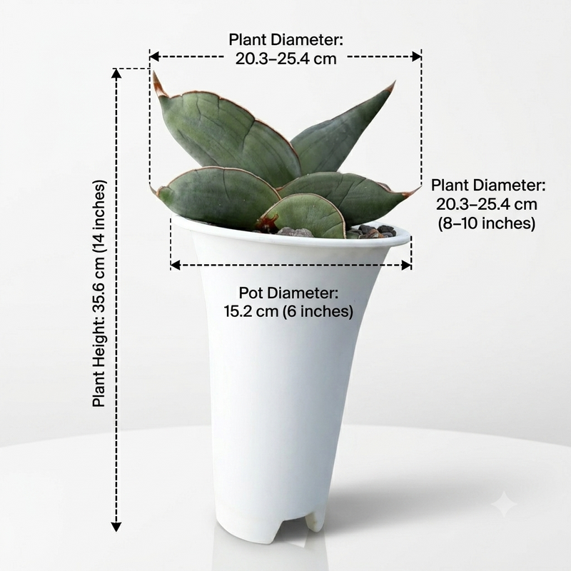 Sansevieria banana