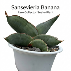 Sansevieria banana