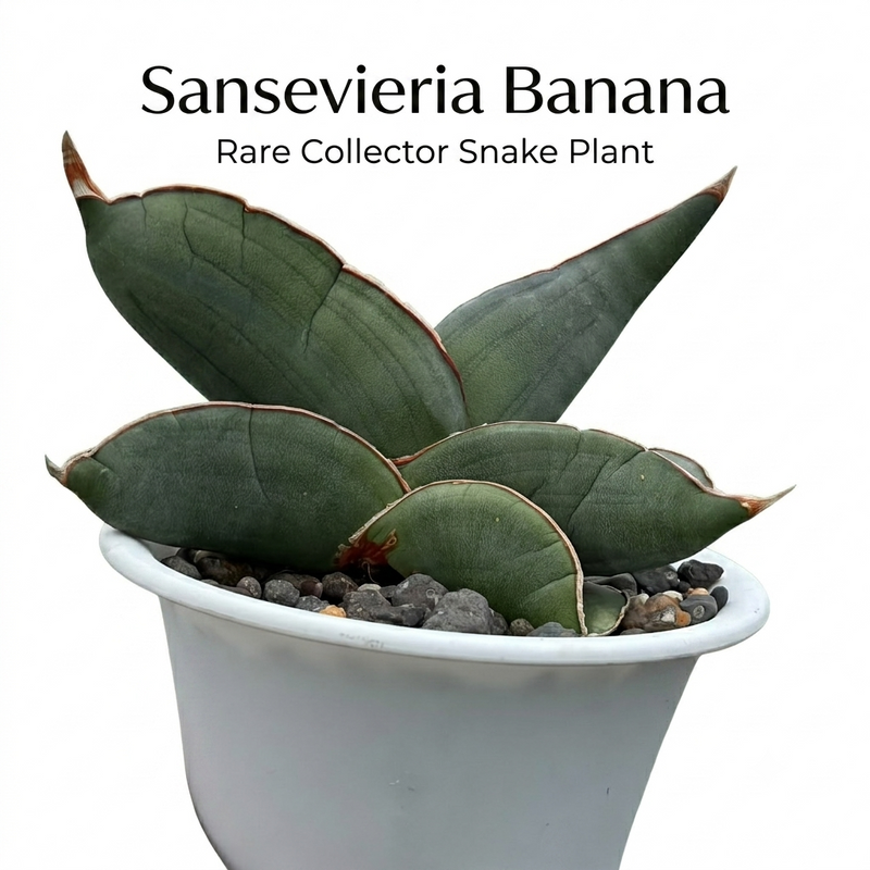 Sansevieria banana