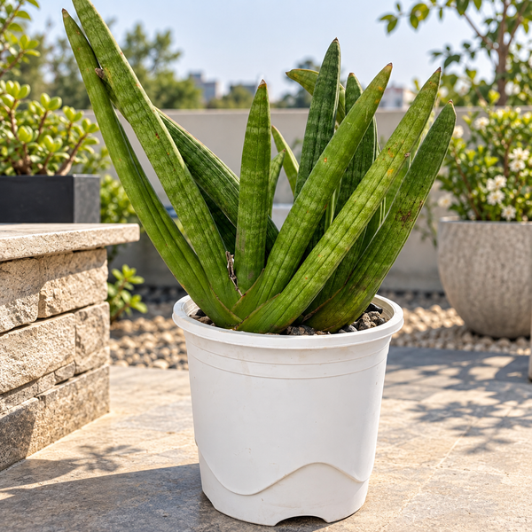 Sansevieria boncel clump